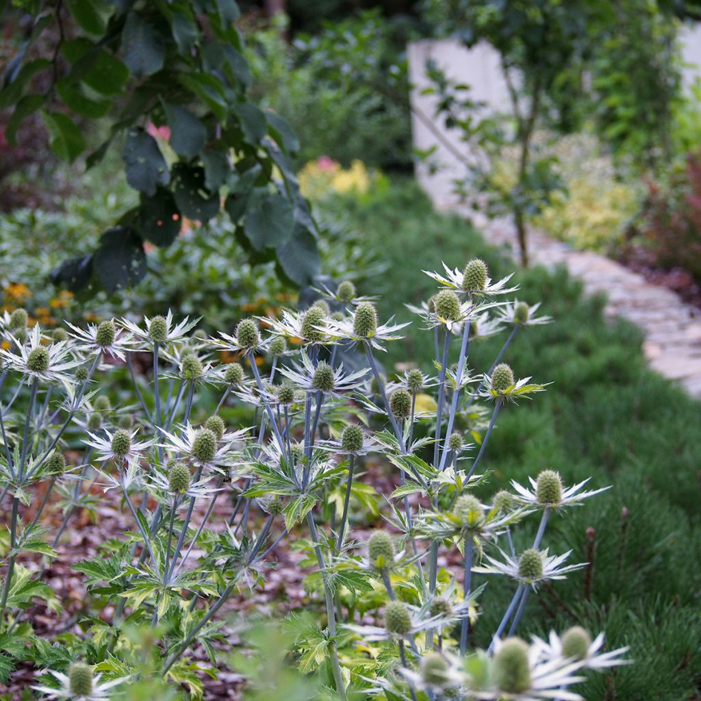 Eryngium planum Neptune's Gold