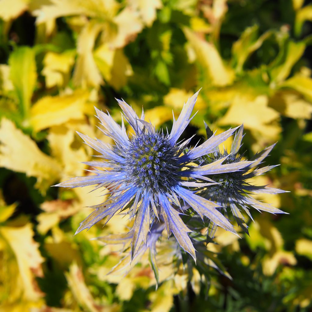 Eryngium planum Neptune's Gold