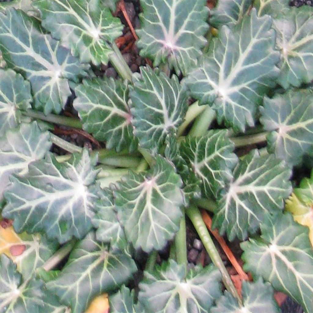 Eryngium variifolium - Panicaut panaché