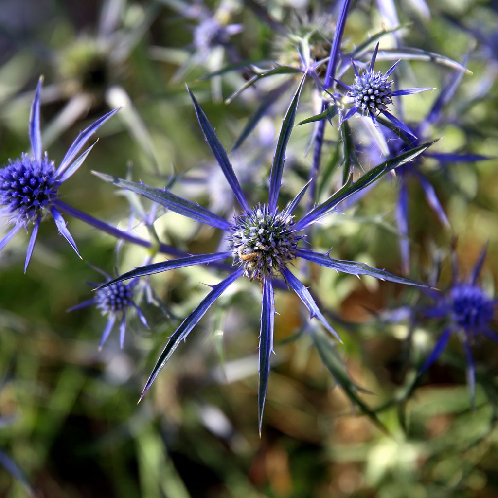 Eryngium variifolium