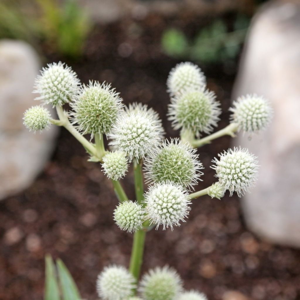 Eryngium yuccifolium, Panicaut