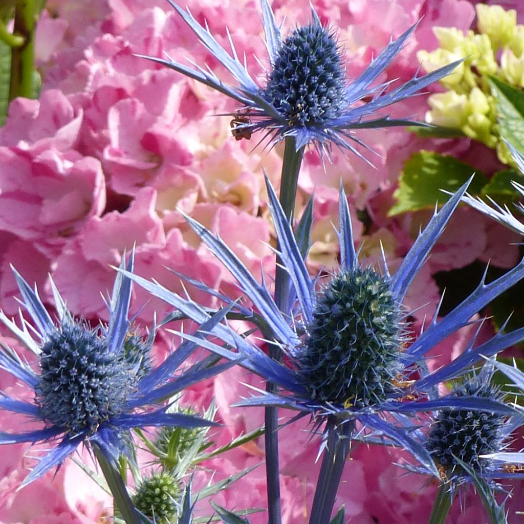 Eryngium zabelii Big Blue - Panicaut