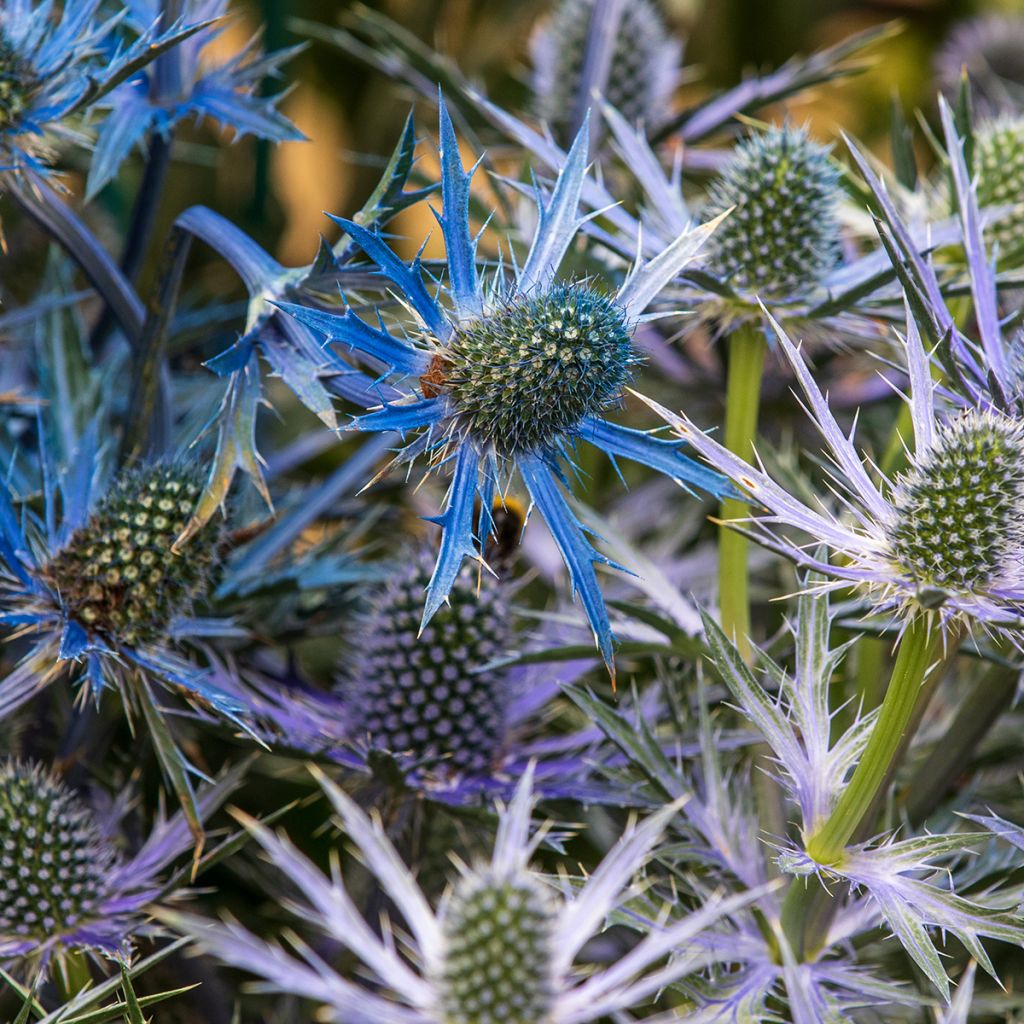 Eryngium zabelii Big Blue