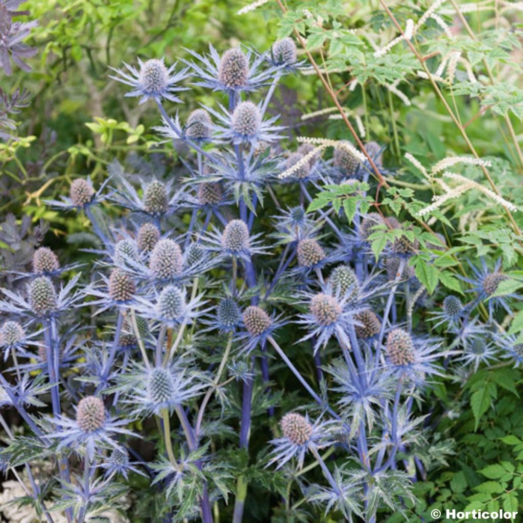 Eryngium zabelii Jos Eijking