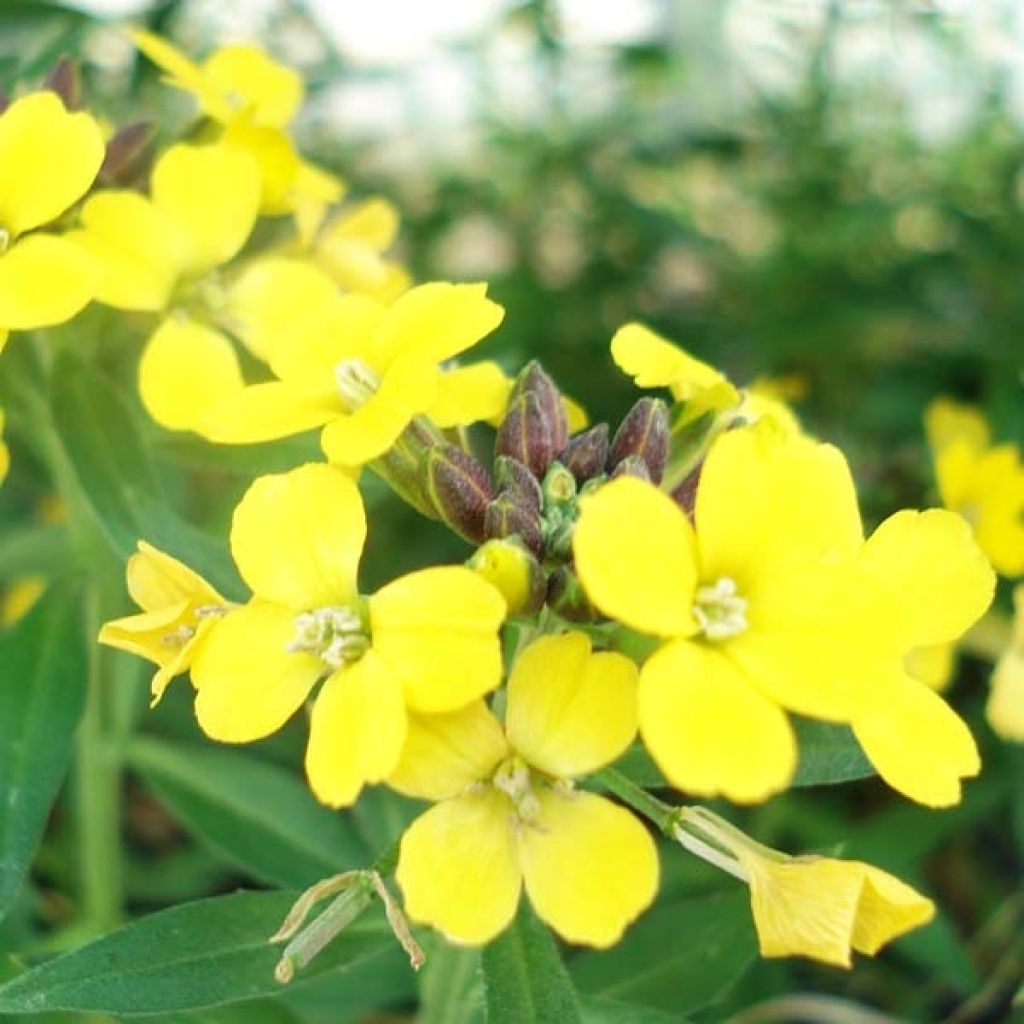 Erysimum Suffruticosum Gold Cup