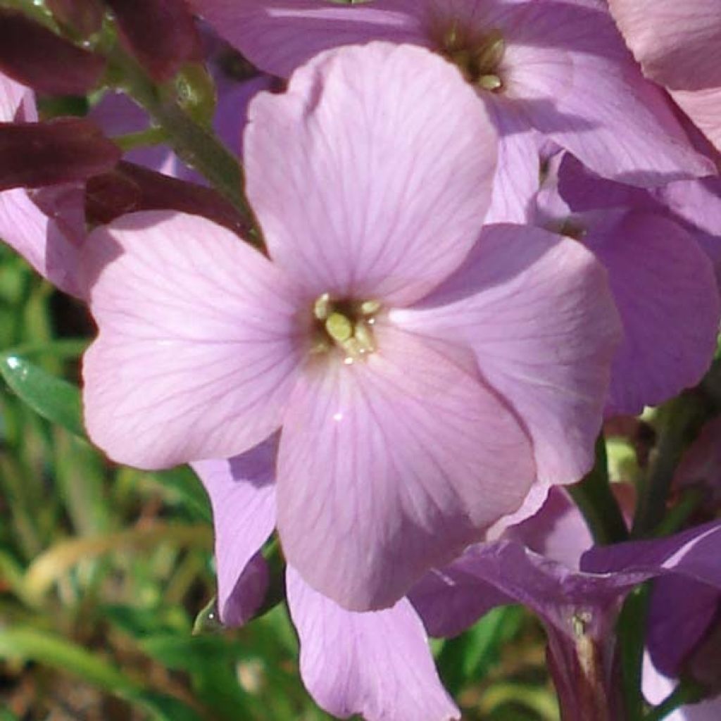 Giroflée arbustive - Erysimum Jenny Brook