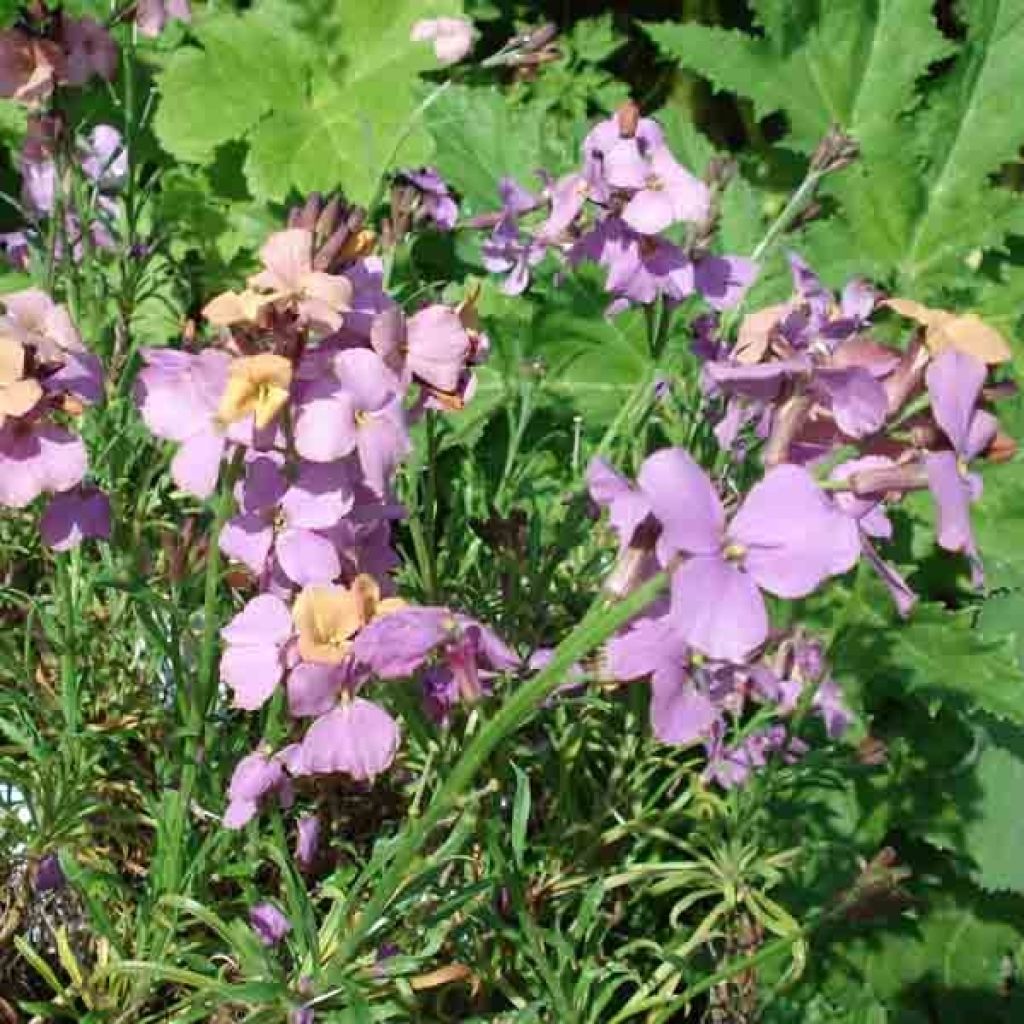 Giroflée arbustive - Erysimum Jenny Brook