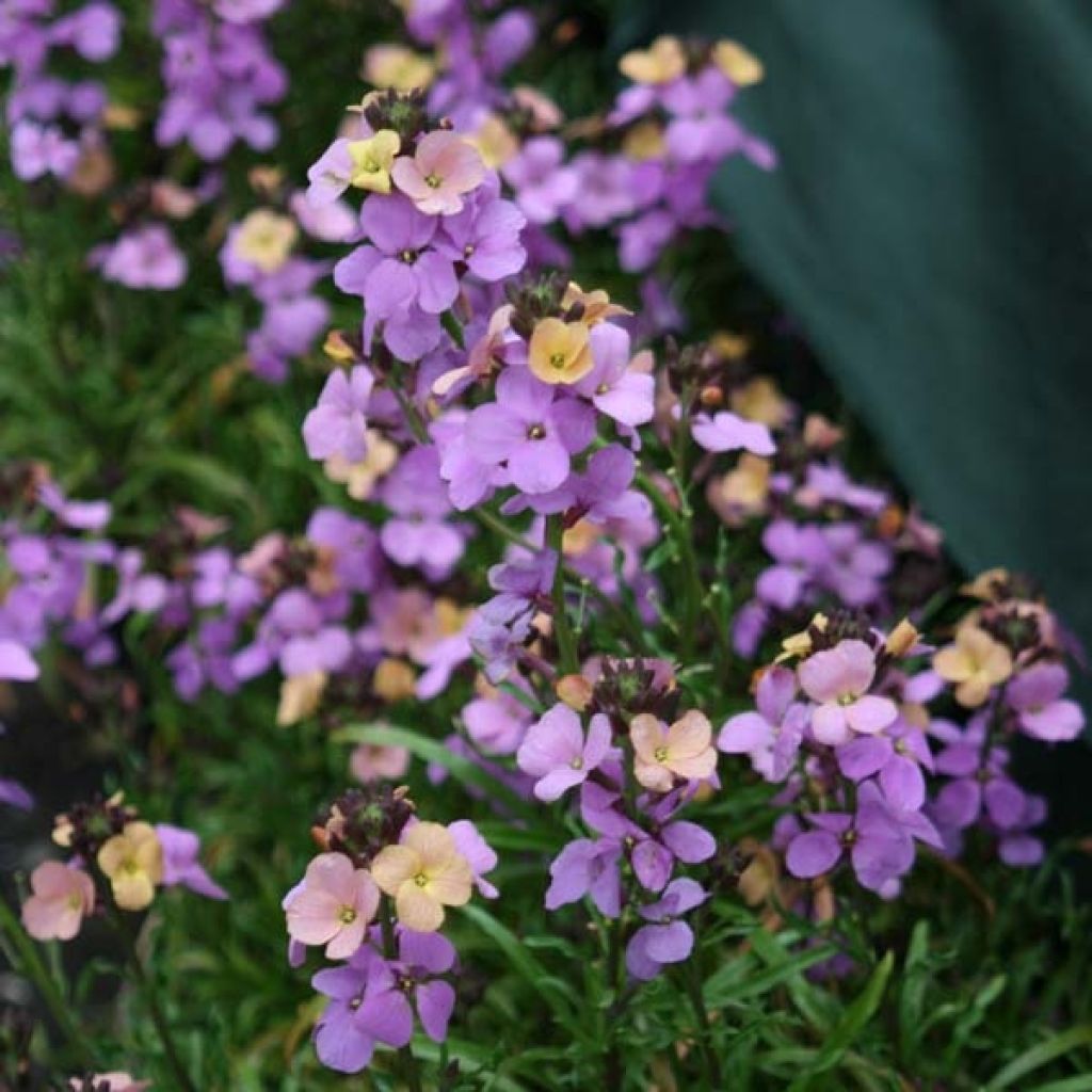 Giroflée arbustive - Erysimum Jenny Brook