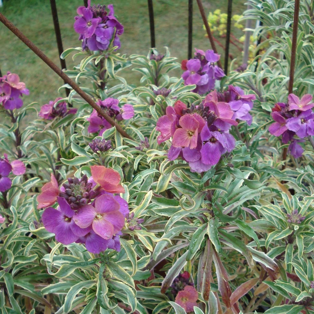 Erysimum linifolium Variegatum