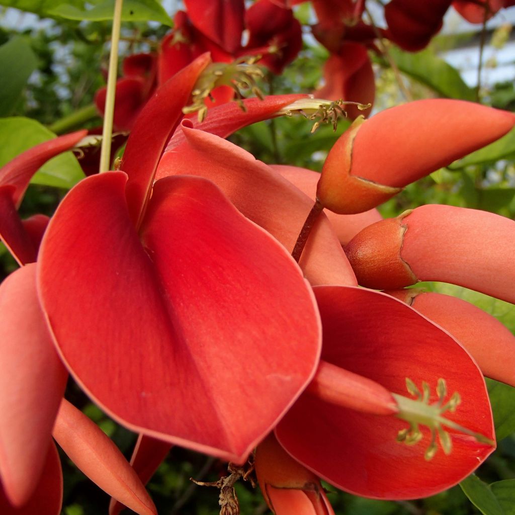 Erythrina crista-galli - Erythrine Crête-de-coq.