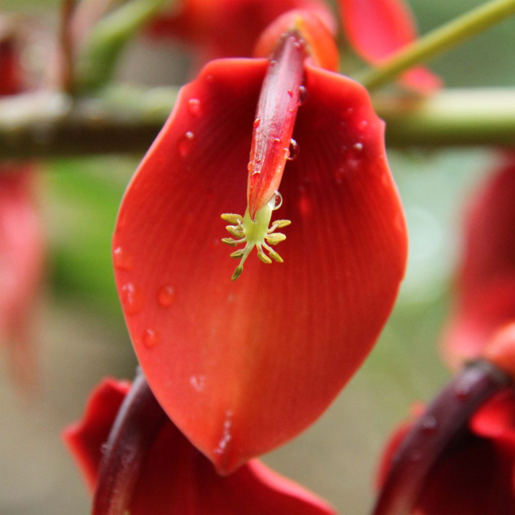 Erythrina crista-gallii Compacta - Erythrina crista-gallii Compacta