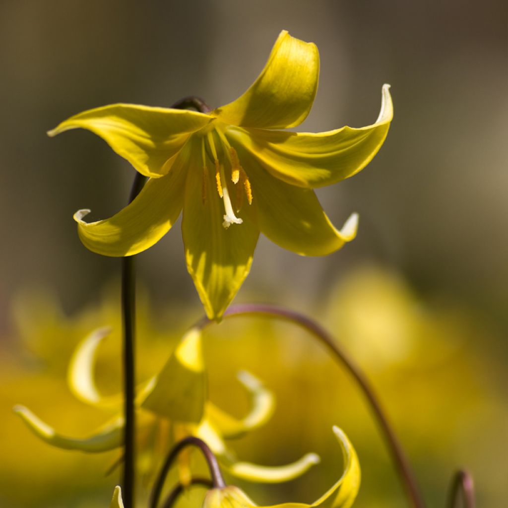 Erythronium Pagoda