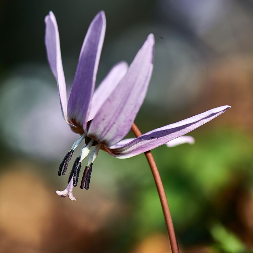 Erythronium dens-canis