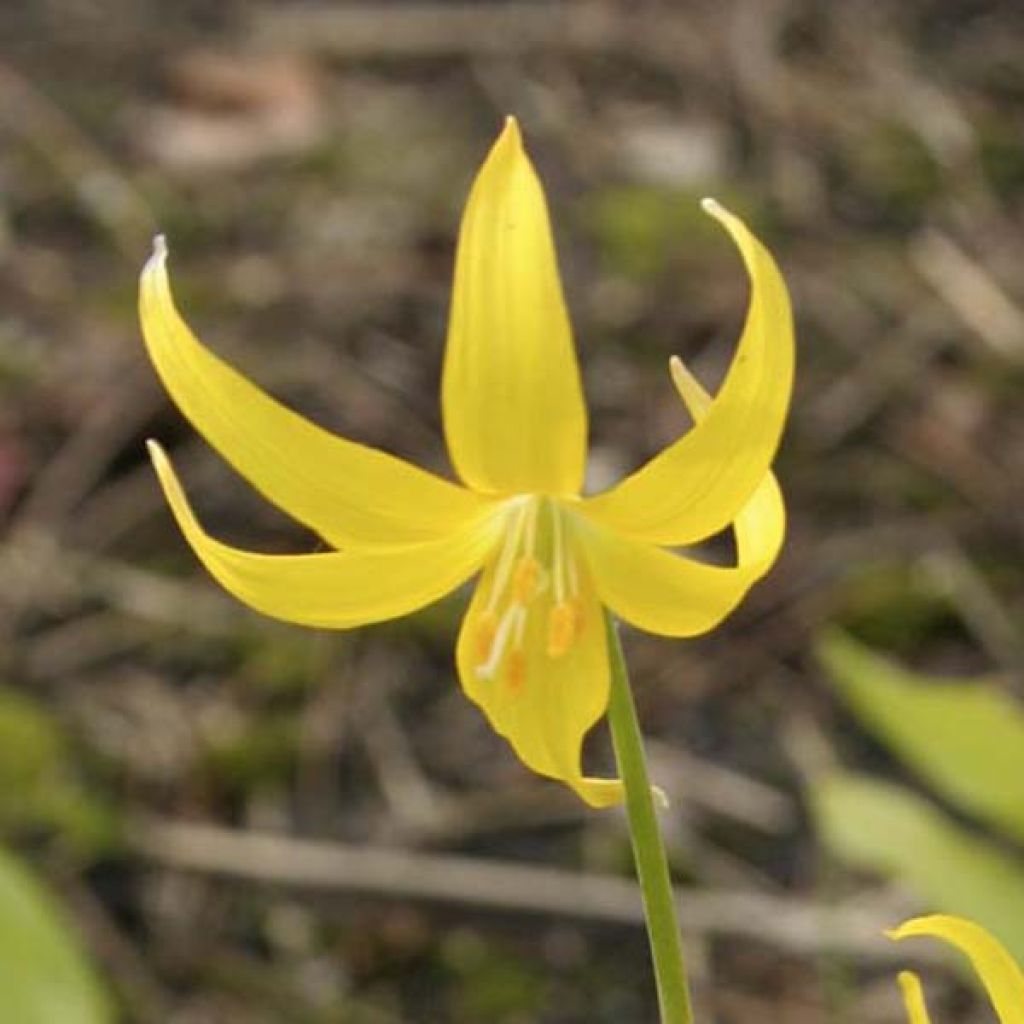 Erythronium Tuol.Pagoda ou Lis des Bois