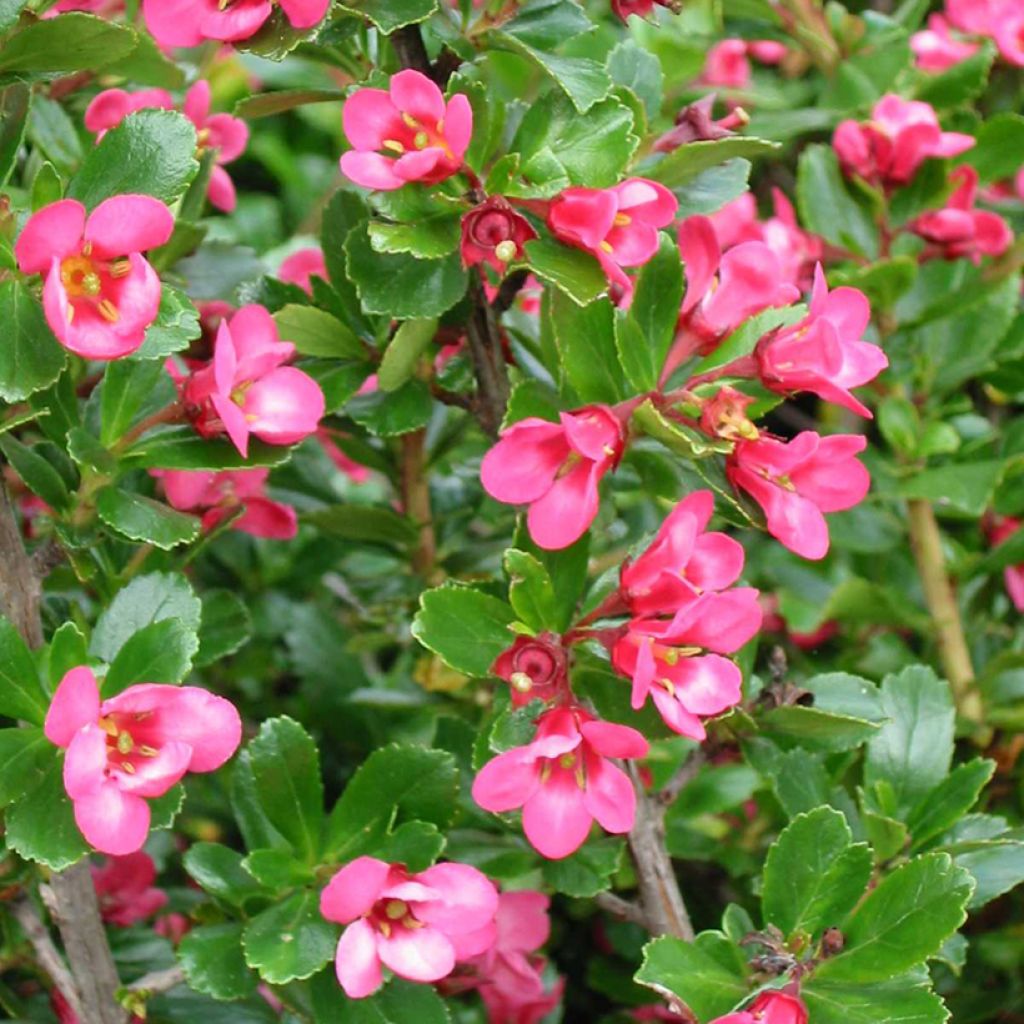 Escallonia Donard Star