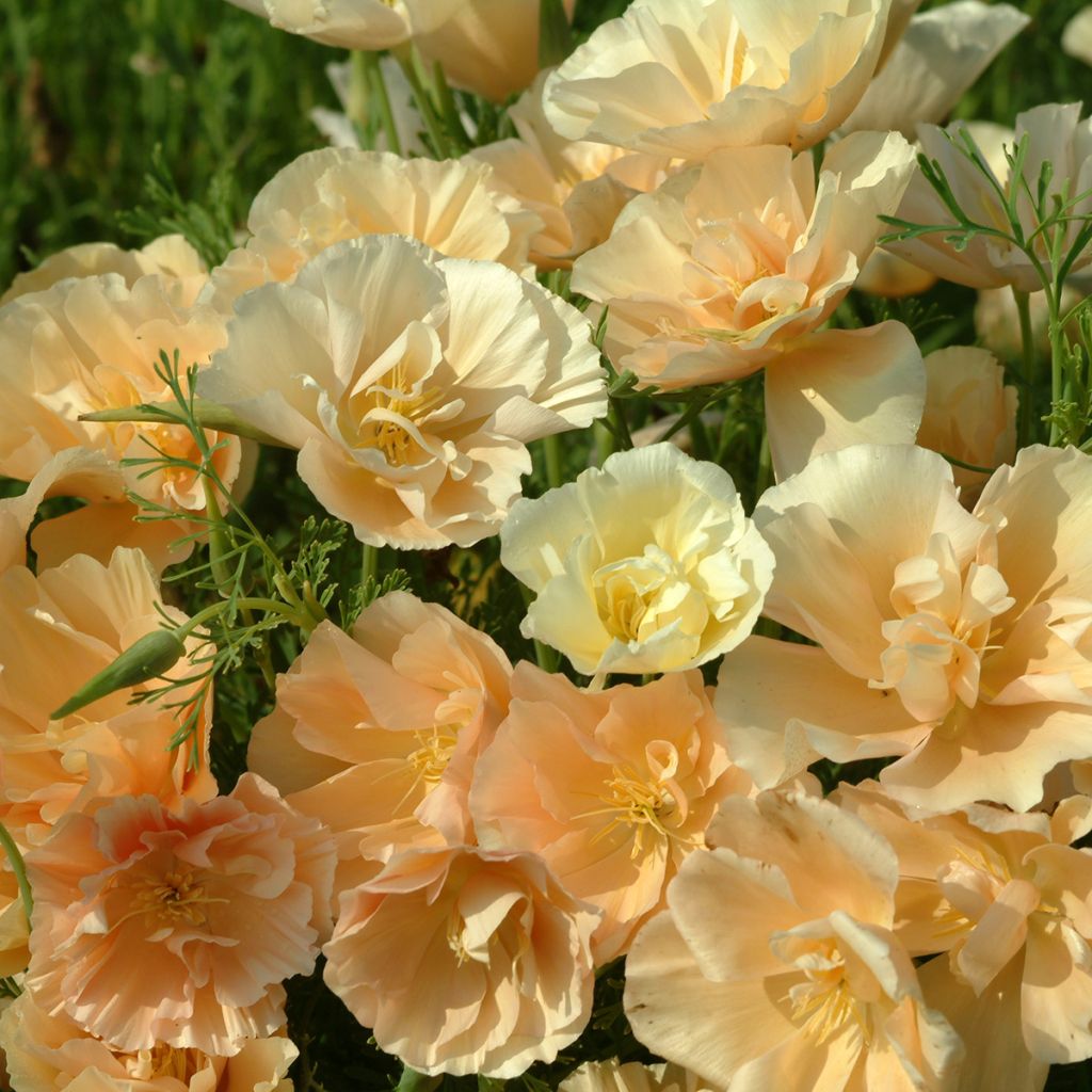 Eschscholzia Pink Champagne - Papavero della California