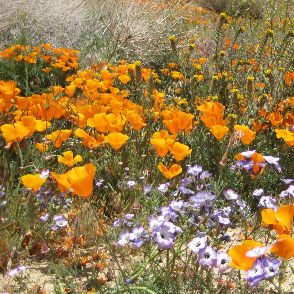 Eschscholzia mexicana Sun shades - Pavot de Californie jaune orange