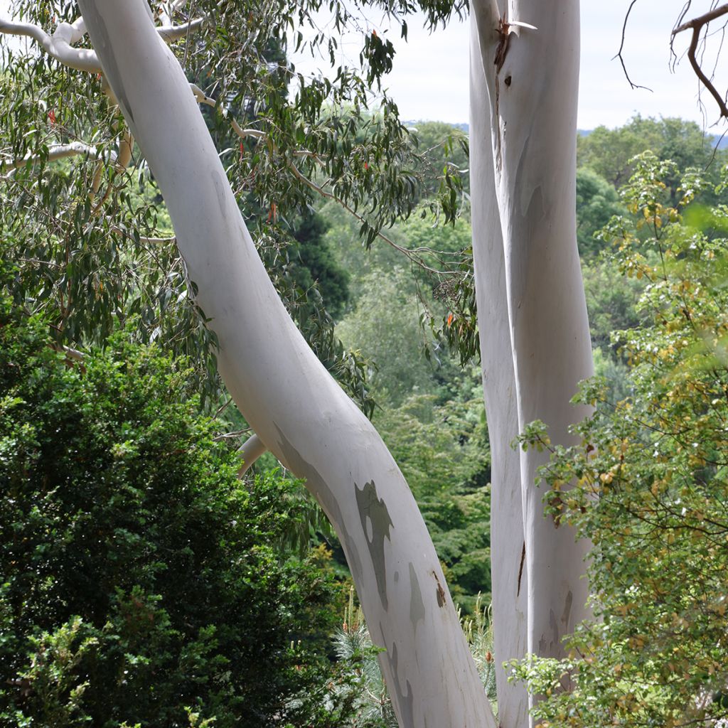 Eucalyptus archeri - Eucalipto