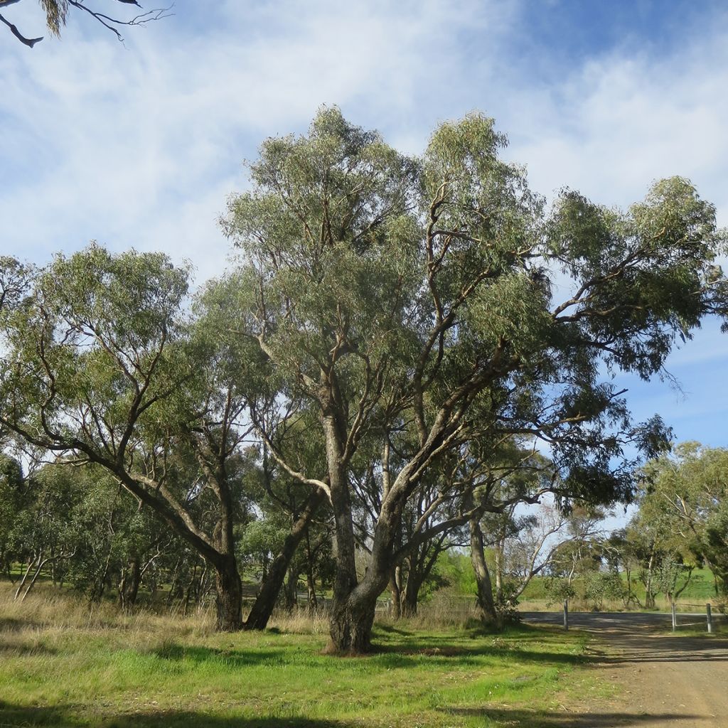 Eucalyptus bridgesiana - Eucalipto