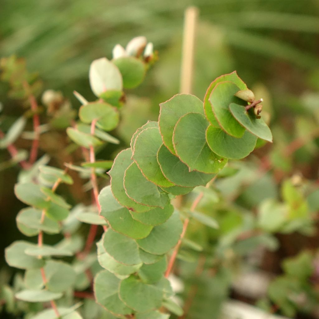 Eucalyptus bridgesiana - Eucalipto