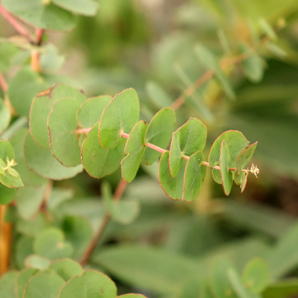 Eucalyptus bridgesiana - Eucalipto