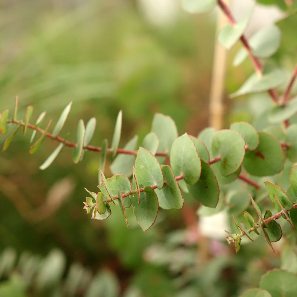 Eucalyptus bridgesiana - Eucalipto