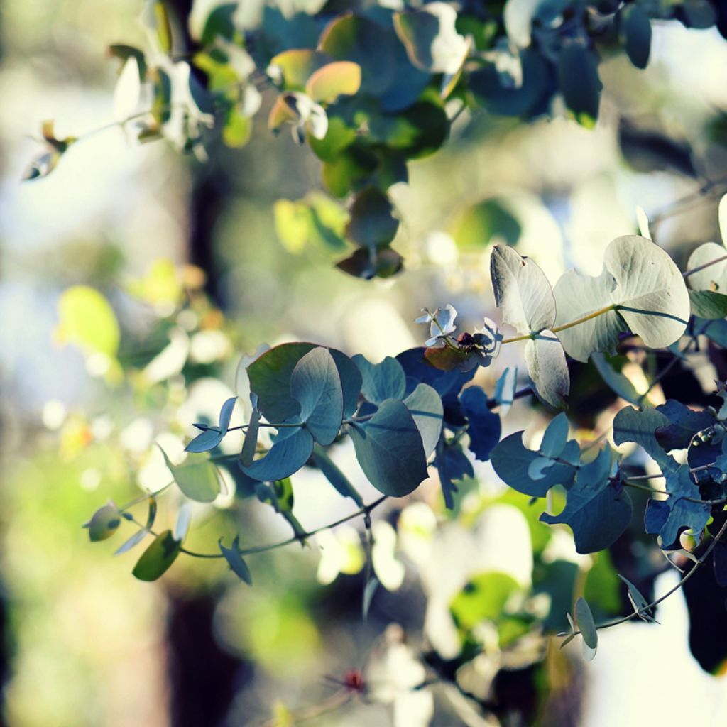 Eucalyptus cinerea Silver Dollar - Eucalipto