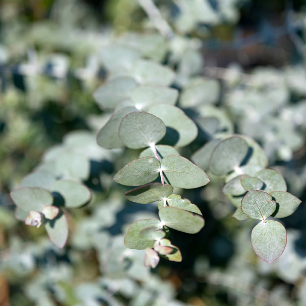 Eucalyptus cinerea Silver Dollar - Eucalipto