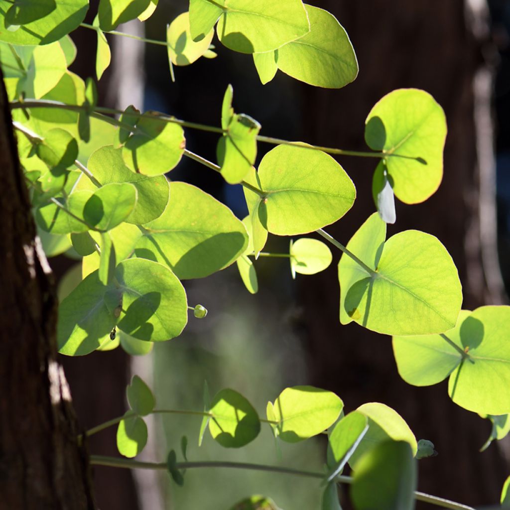 Eucalyptus cinerea Silver Dollar - Eucalipto