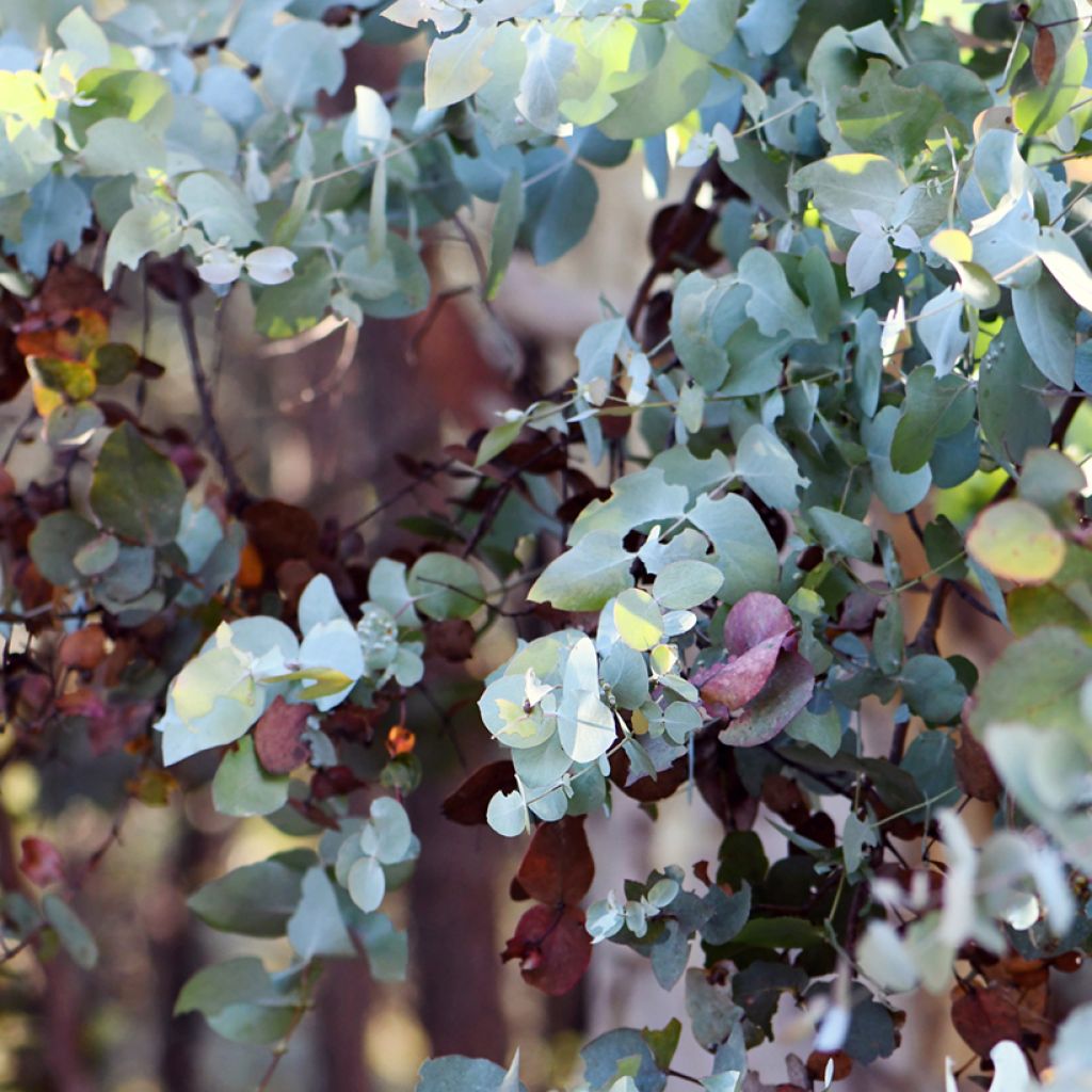 Eucalyptus cinerea Silver Dollar - Eucalipto