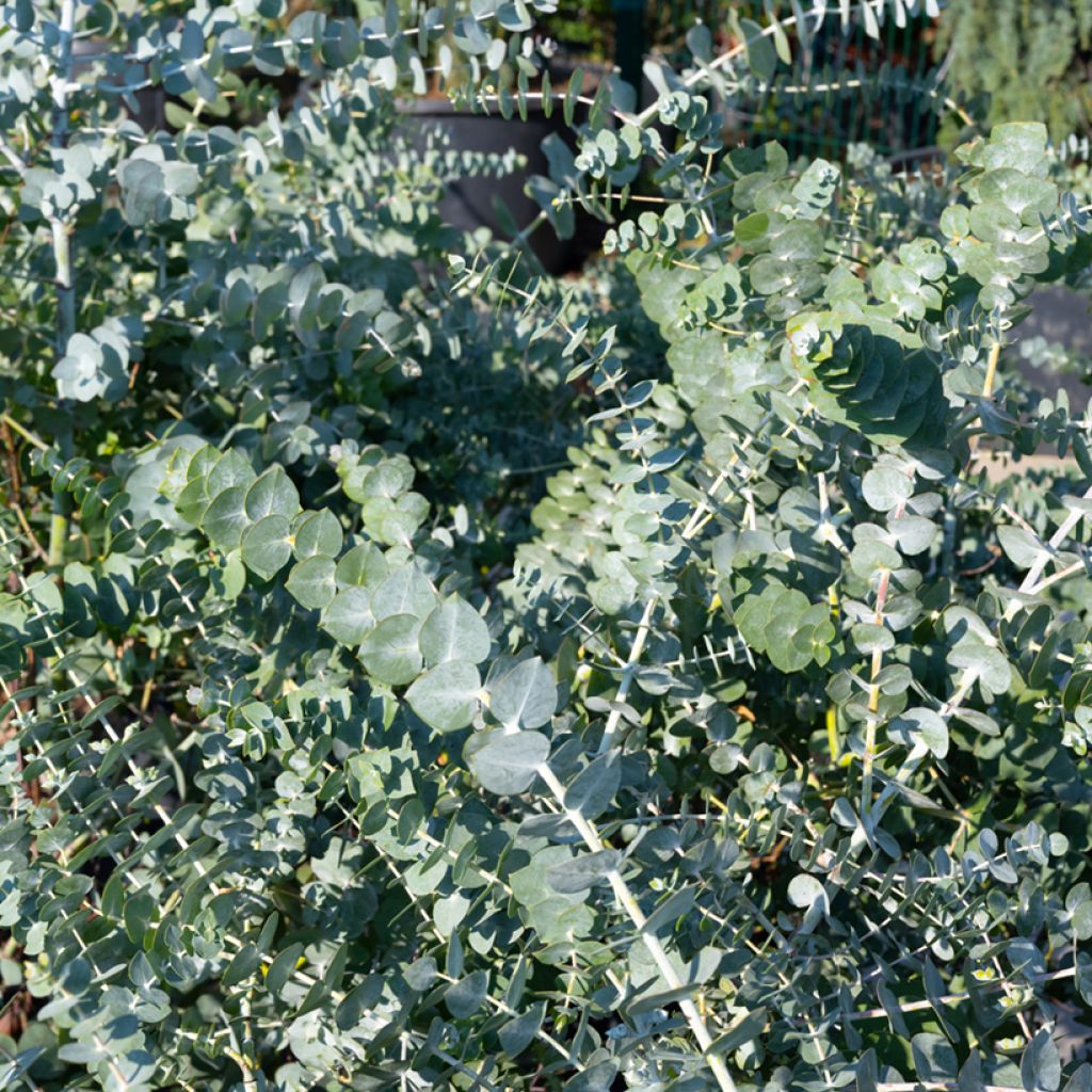 Eucalyptus cinerea Silver Dollar - Eucalipto