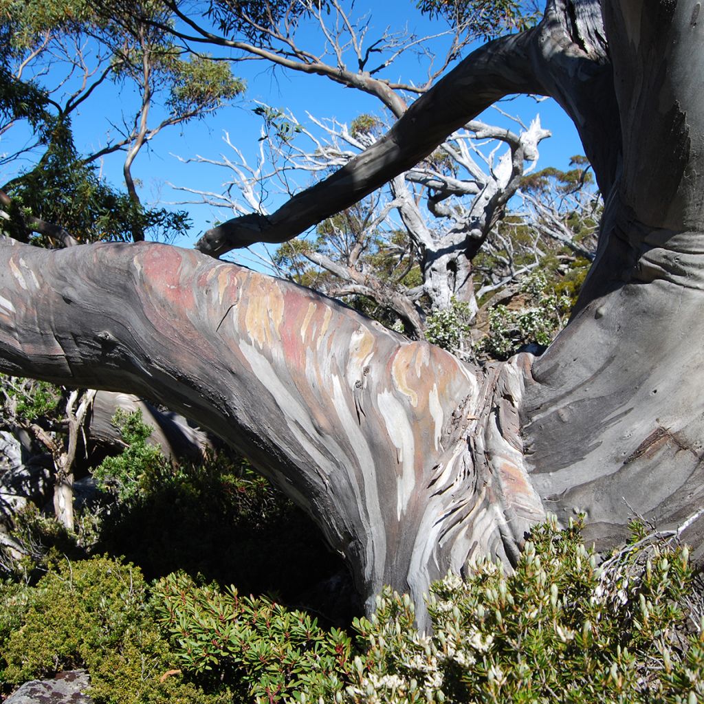 Eucalyptus coccifera Mt Field - Eucalipto