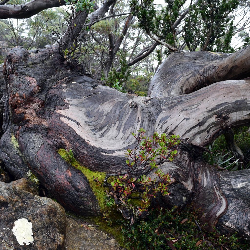 Eucalyptus coccifera Mt Field - Eucalipto