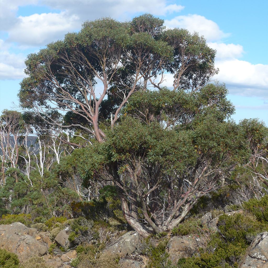 Eucalyptus coccifera Mt Field - Eucalipto