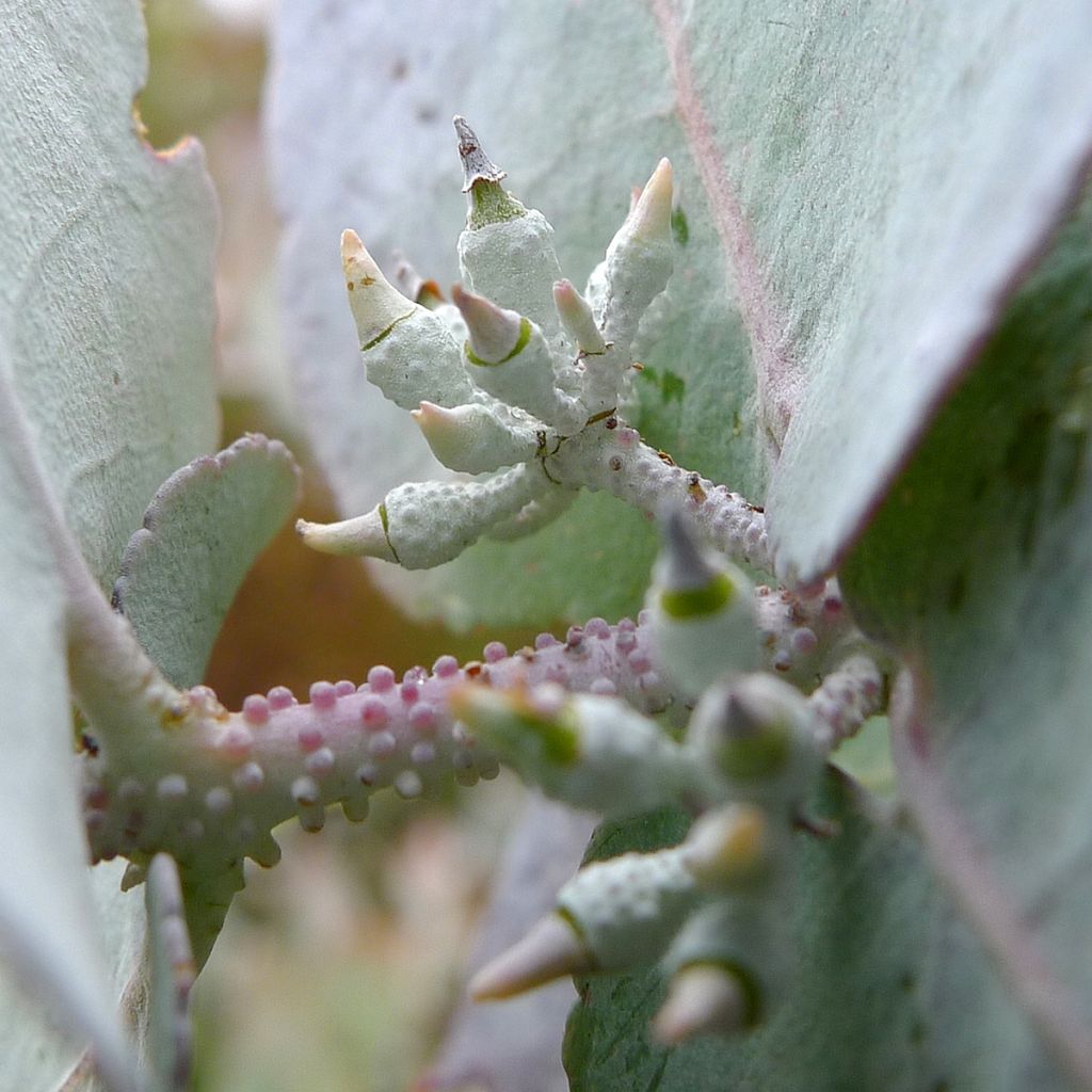 Eucalyptus crenulata - Eucalipto