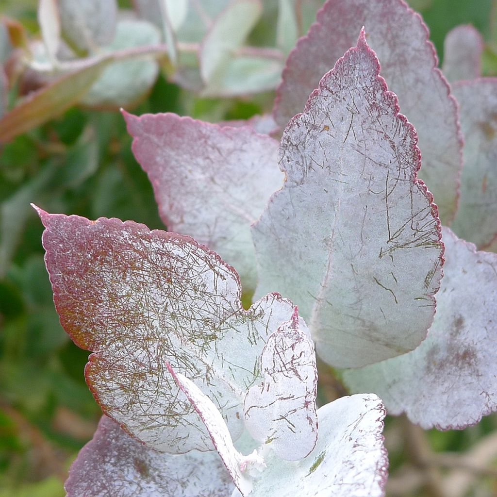 Eucalyptus crenulata - Eucalipto