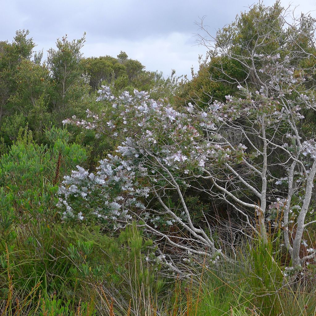 Eucalyptus crenulata - Eucalipto