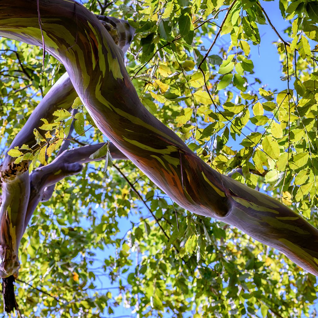 Eucalyptus deglupta - Eucalipto