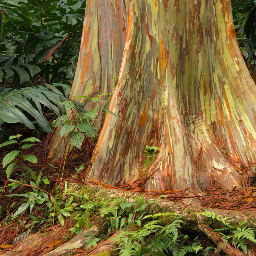 Eucalyptus deglupta - Eucalipto