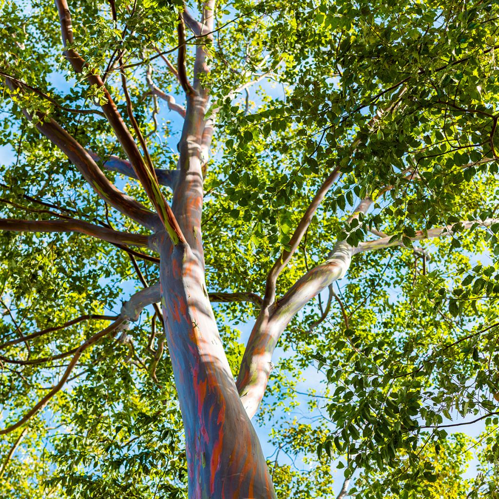 Eucalyptus deglupta - Eucalipto