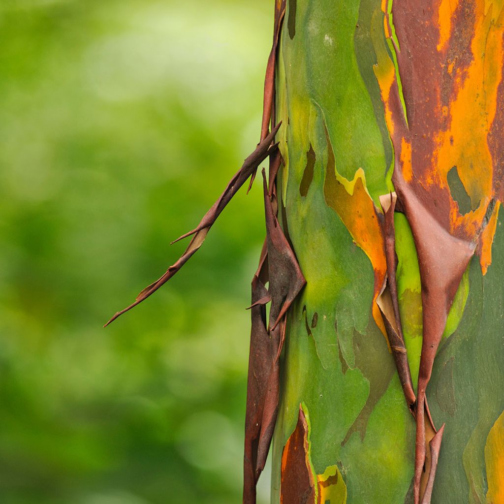 Eucalyptus deglupta - Eucalipto