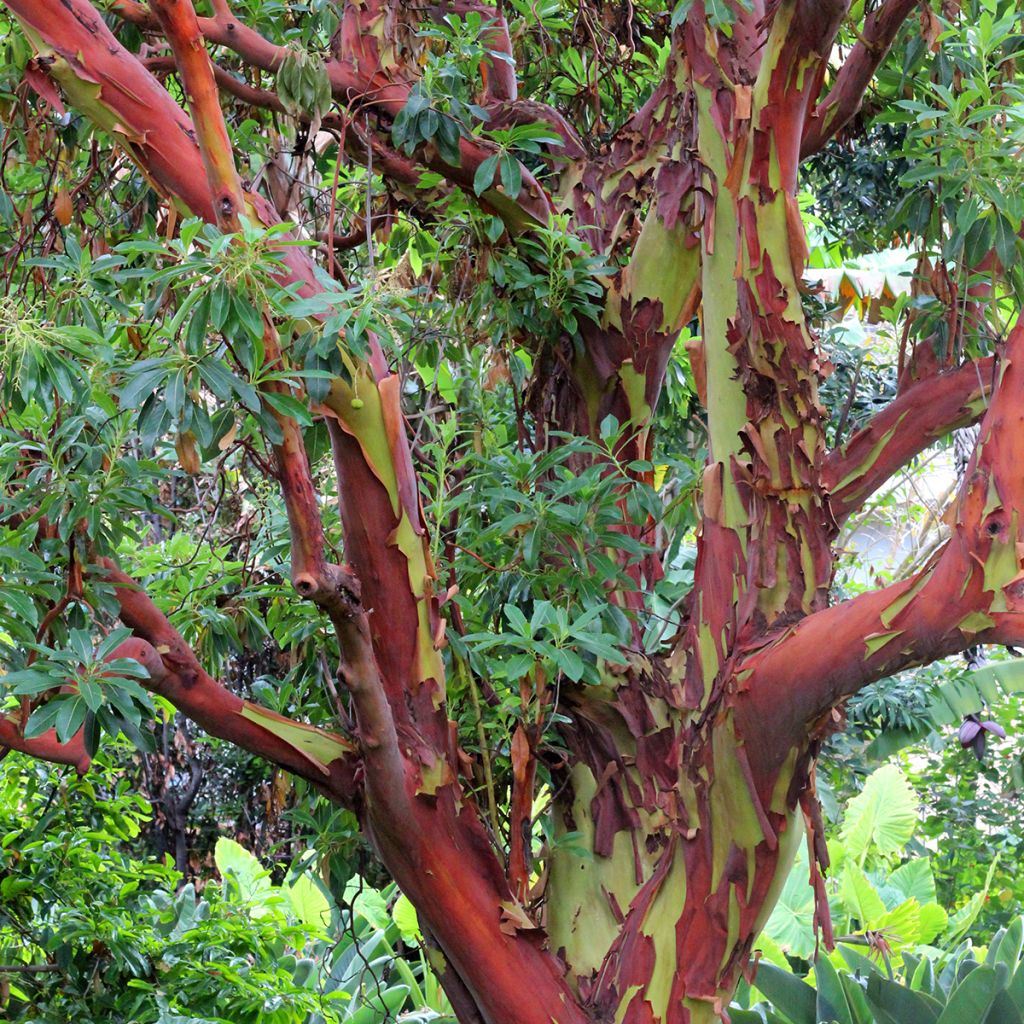 Eucalyptus deglupta - Eucalipto