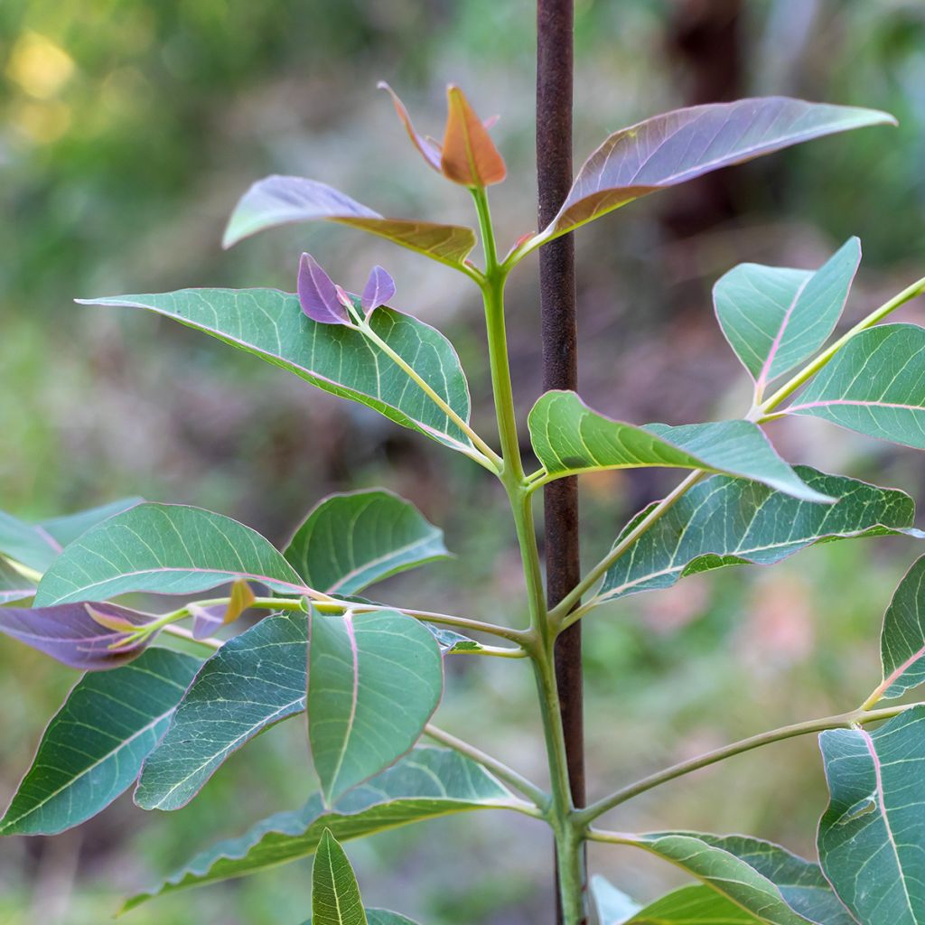 Eucalyptus deglupta - Eucalipto