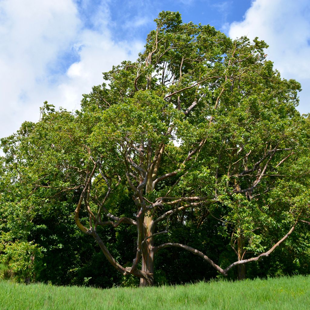 Eucalyptus deglupta - Eucalipto