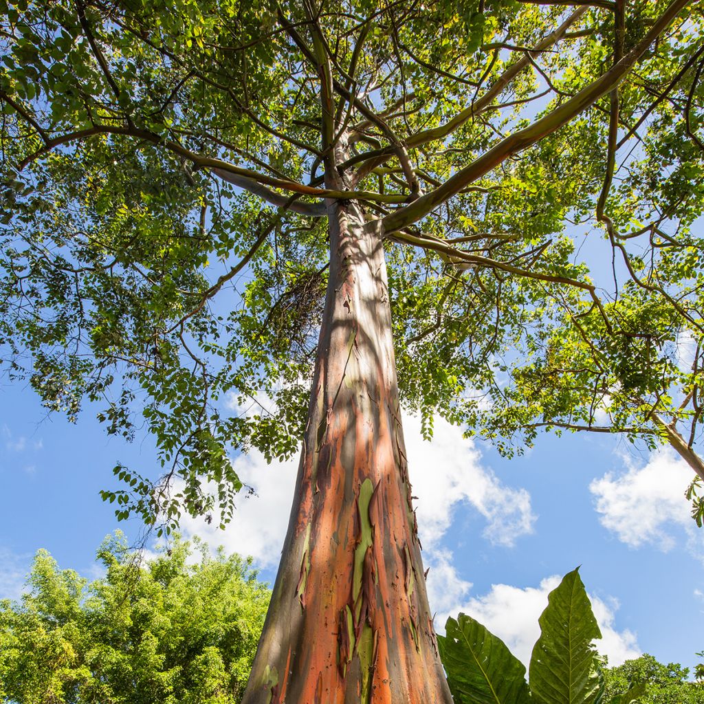 Eucalyptus deglupta - Eucalipto