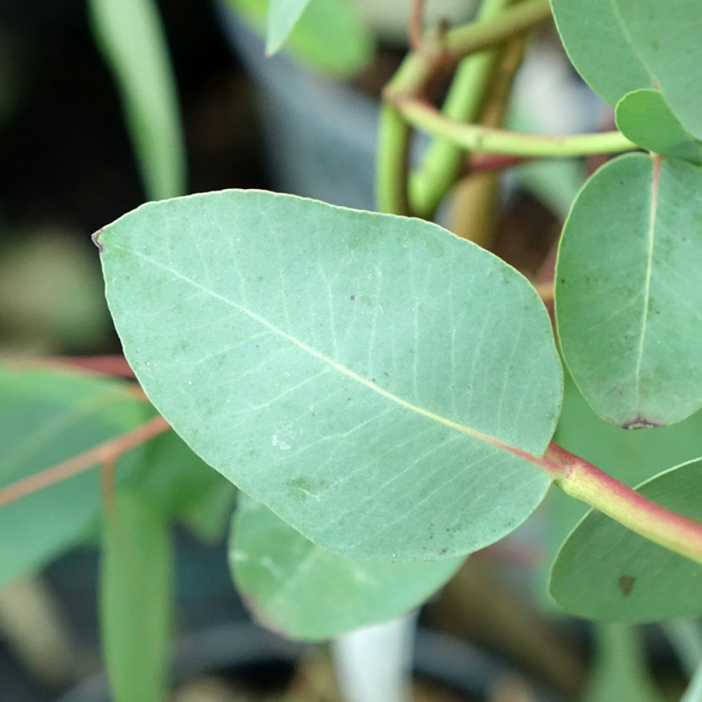 Eucalyptus elliptica - Eucalipto