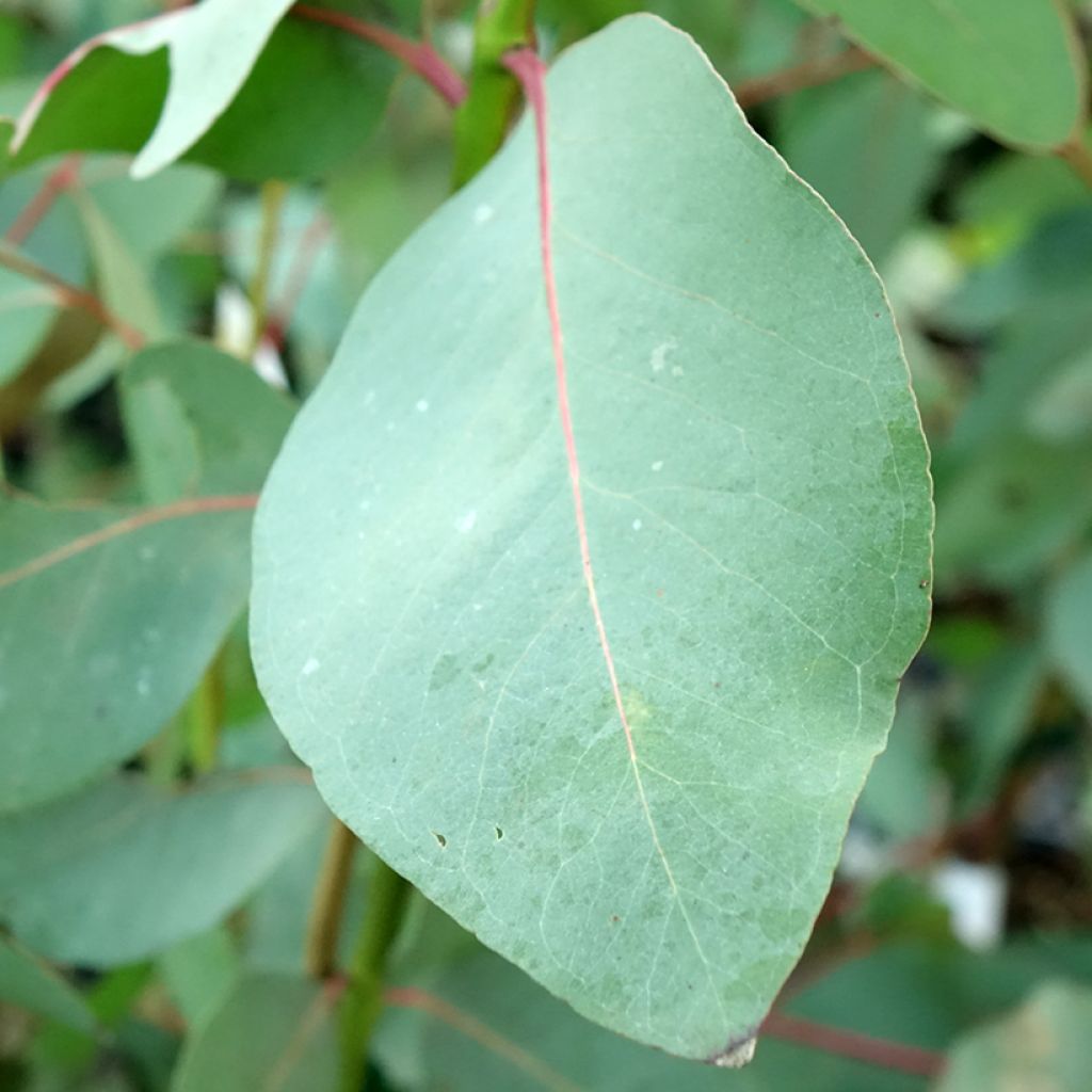 Eucalyptus elliptica - Eucalipto