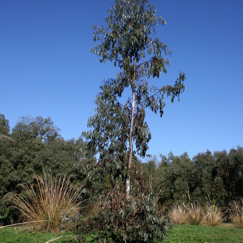 Eucalyptus glaucescens Guthega - Eucalipto