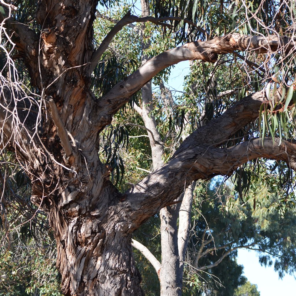 Eucalyptus globulus subsp. bicostata - Eucalipto