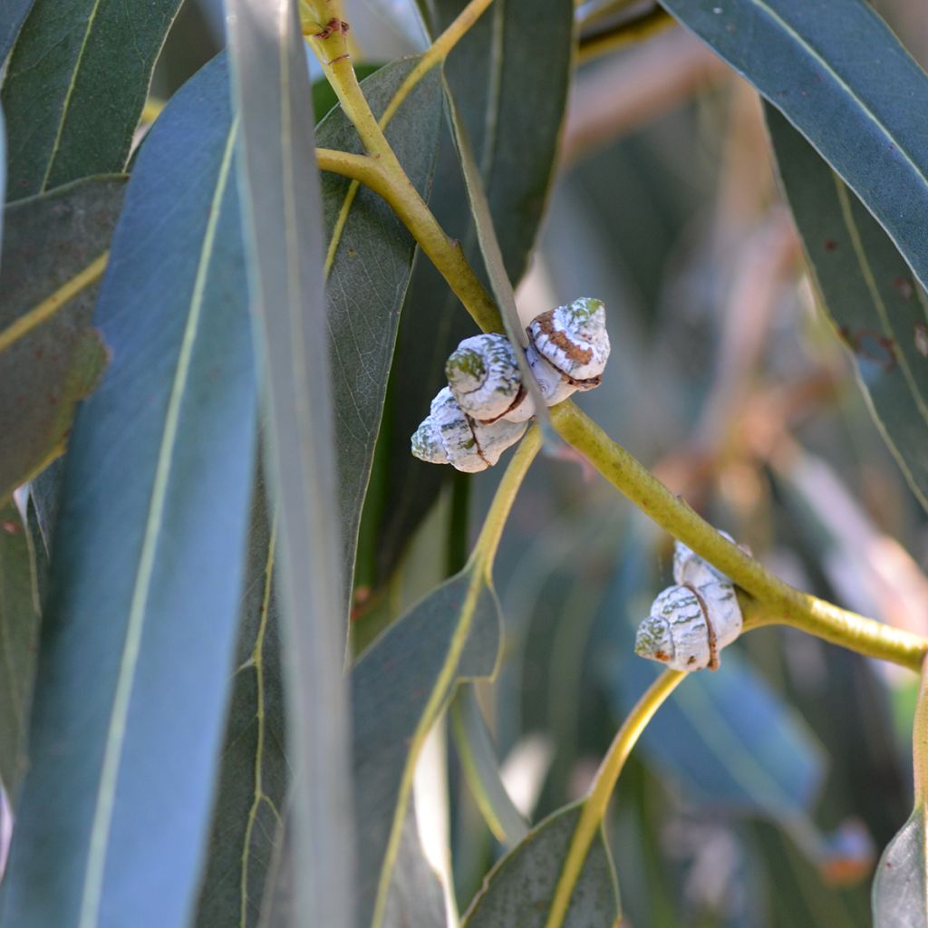 Eucalyptus globulus subsp. bicostata - Eucalipto